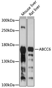 ABCC6 Rabbit pAb
