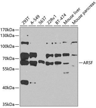 ARSF Rabbit pAb
