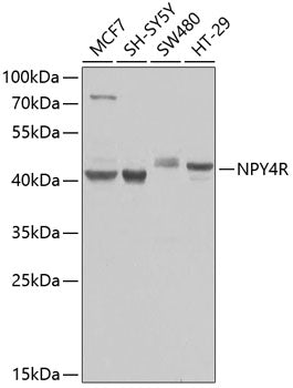 NPY4R Rabbit pAb