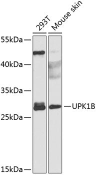 UPK1B Rabbit pAb