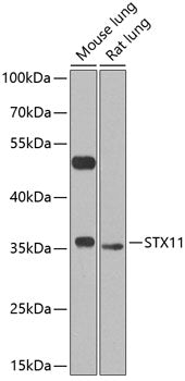 STX11 Rabbit pAb