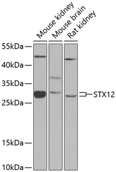 STX12 Rabbit pAb