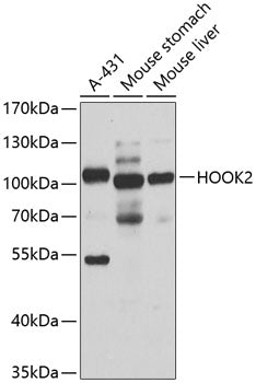 HOOK2 Rabbit pAb