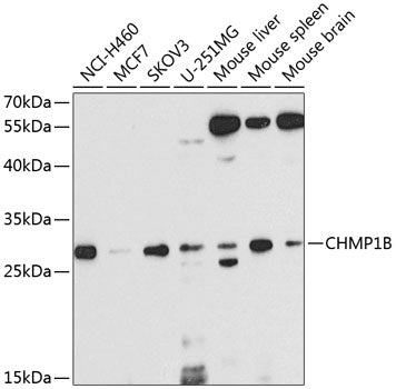 CHMP1B Rabbit pAb