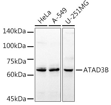ATAD3B Rabbit pAb