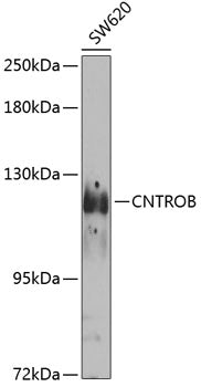CNTROB Rabbit pAb