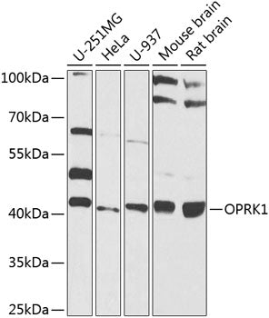 OPRK1 Rabbit pAb