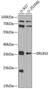 ERLIN2 Rabbit pAb