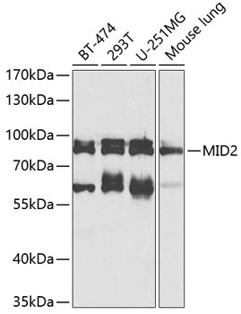 MID2 Rabbit pAb