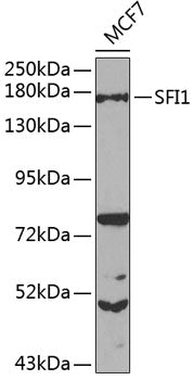 SFI1 Rabbit pAb