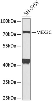 MEX3C Rabbit pAb