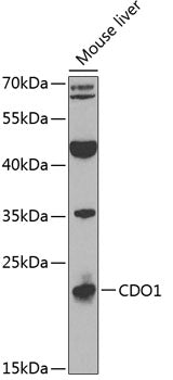 CDO1 Rabbit pAb