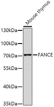 FANCE Rabbit pAb