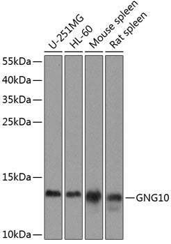 GNG10 Rabbit pAb
