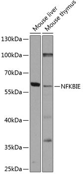 NFKBIE Rabbit pAb