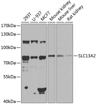 SLC13A2 Rabbit pAb