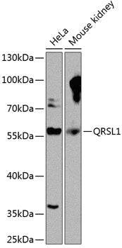 QRSL1 Rabbit pAb