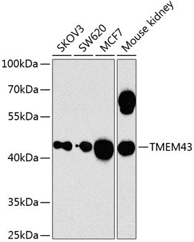 TMEM43 Rabbit pAb