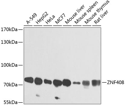 ZNF408 Rabbit pAb