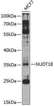NUDT18 Rabbit pAb