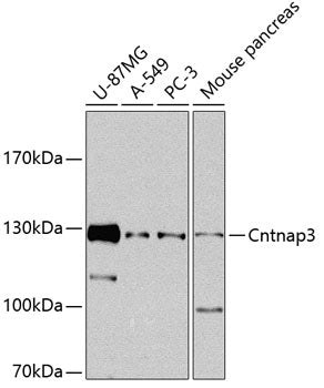 CNTNAP3 Rabbit pAb