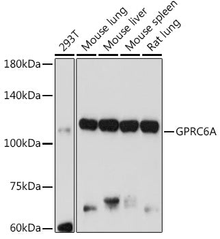 GPRC6A Rabbit pAb
