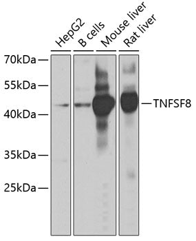 TNFSF8 Rabbit pAb