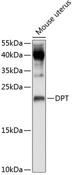 DPT Rabbit pAb