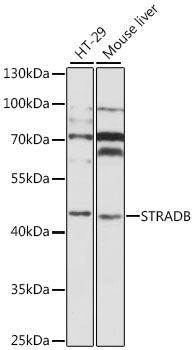 STRADB Rabbit pAb