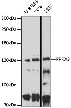 PPFIA3 Rabbit pAb