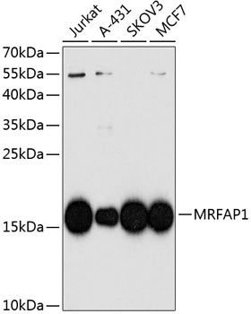 MRFAP1 Rabbit pAb