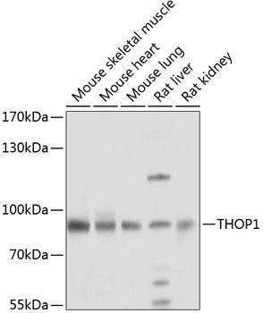 THOP1 Rabbit pAb