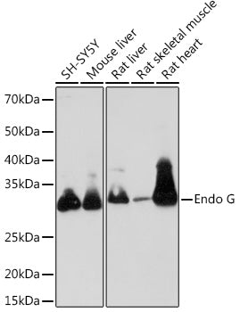 Endo G Rabbit mAb