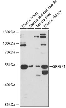 SRFBP1 Rabbit pAb