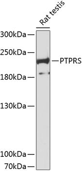 PTPRS Rabbit pAb
