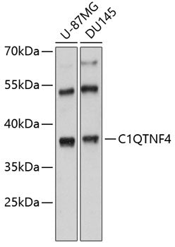 C1QTNF4 Rabbit pAb