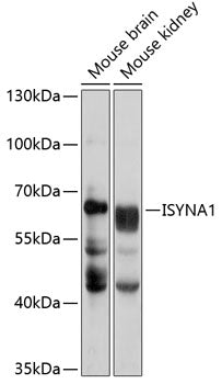 ISYNA1 Rabbit pAb