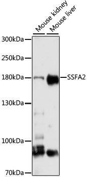 SSFA2 Rabbit pAb