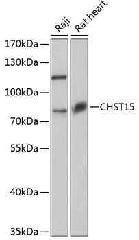 CHST15 Rabbit pAb