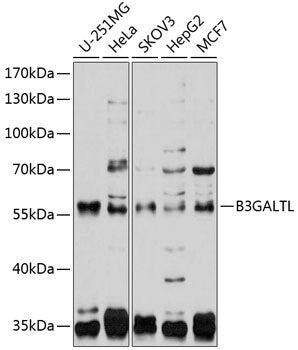 B3GALTL Rabbit pAb