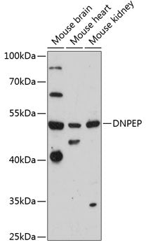 DNPEP Rabbit pAb