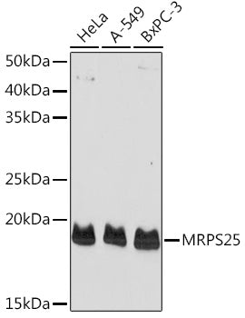 MRPS25 Rabbit pAb