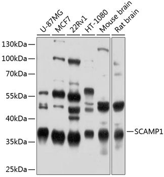 SCAMP1 Rabbit pAb