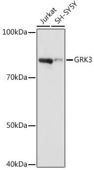 GRK3 Rabbit mAb