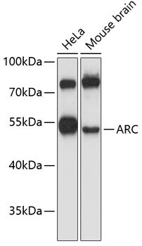 ARC Rabbit pAb