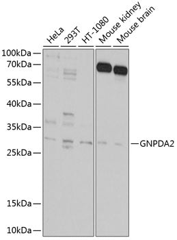GNPDA2 Rabbit pAb