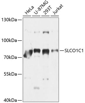 SLCO1C1 Rabbit pAb