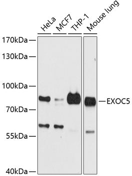 EXOC5 Rabbit pAb