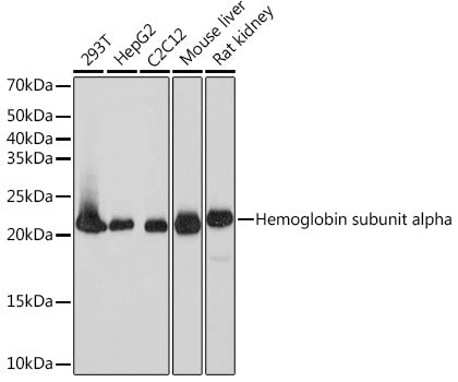 DHFR Rabbit mAb
