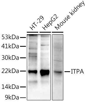 ITPA Rabbit mAb